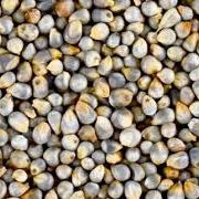 Organic Bajara – Gluten-Free Millets from Satara | Frest